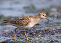 Calidris melanotos